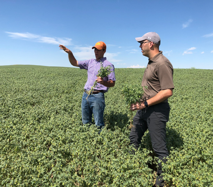 Chickpea field in Montana