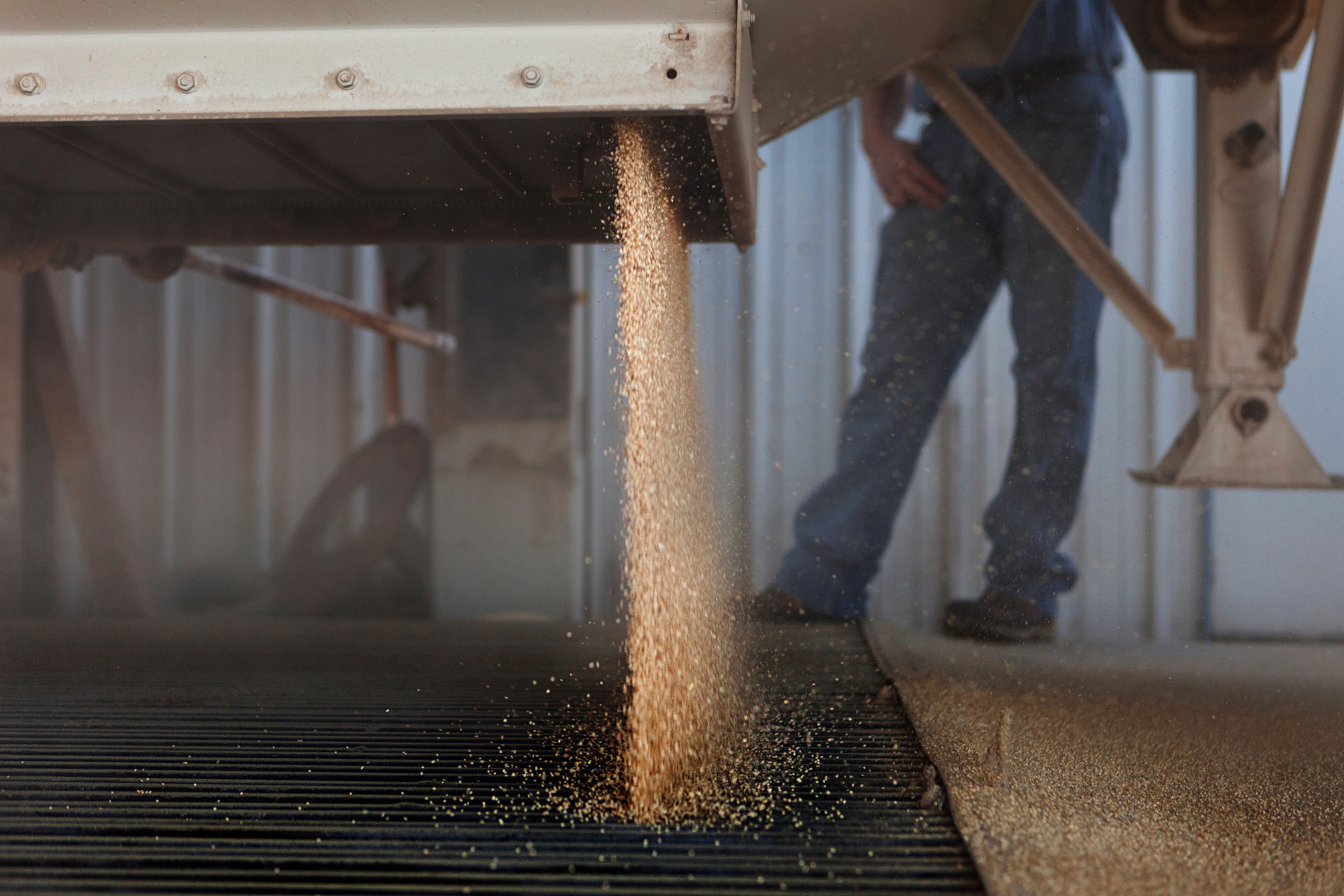 Grain being dumped from a truck